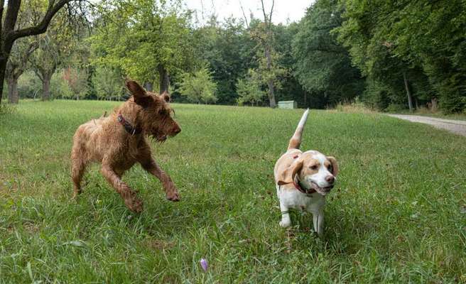 Beagle ohne Leine?-Beitrag-Bild