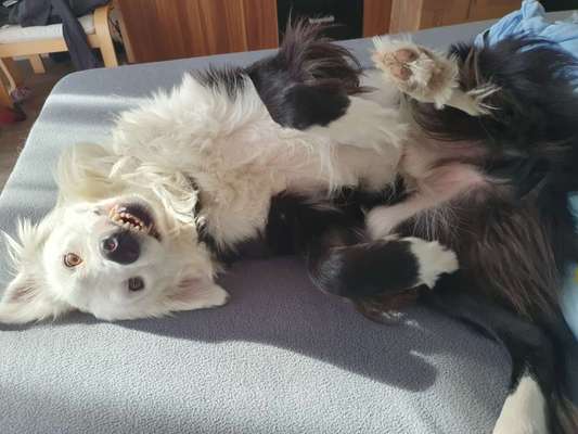 Wie kamst du zu deinem Hund?-Beitrag-Bild