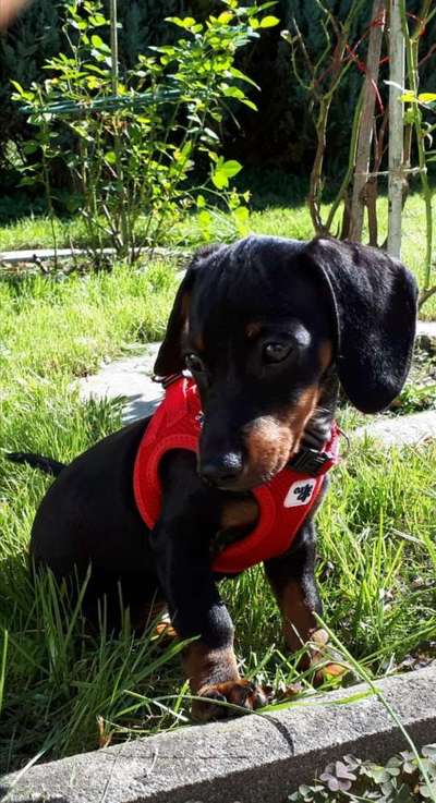 Welpen Bilder !-Beitrag-Bild