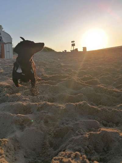 Dogorama Photo Challenge - Tierischer Urlaub-Beitrag-Bild