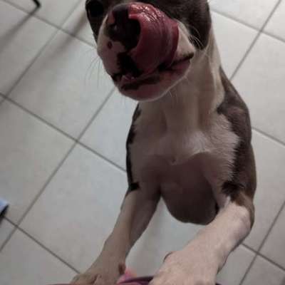 Hundetreffen-Spielgefährten gesucht-Bild