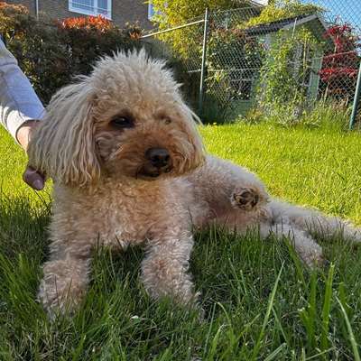 Hundetreffen-Kleine Hundefreunde für Toy Pudel gesucht-Bild
