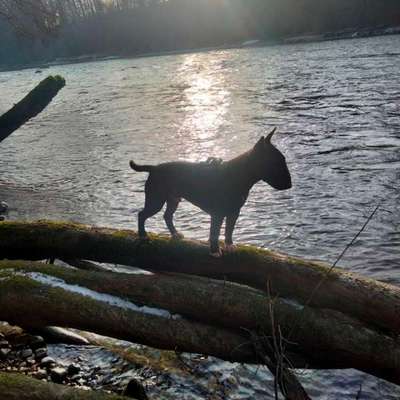 Hundetreffen-Gassirunde mit allem was sich ergibt-Bild