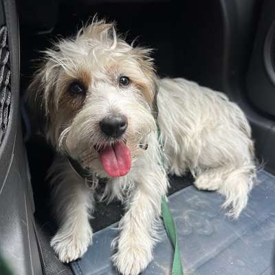 Hundetreffen-Suche zukünftigen Freund und Trainingsbuddy für Willi-Bild