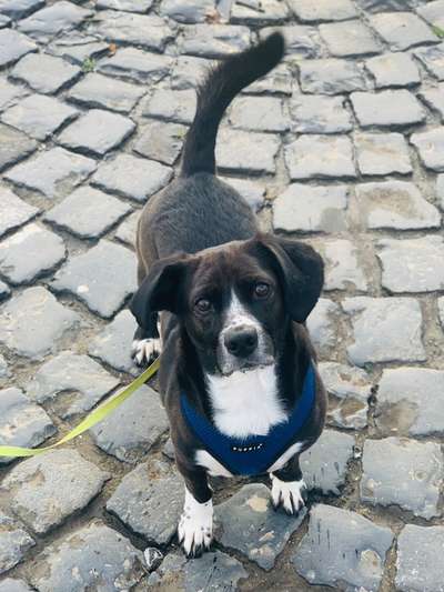 Hundetreffen-Gassi für Introvertierte-Bild