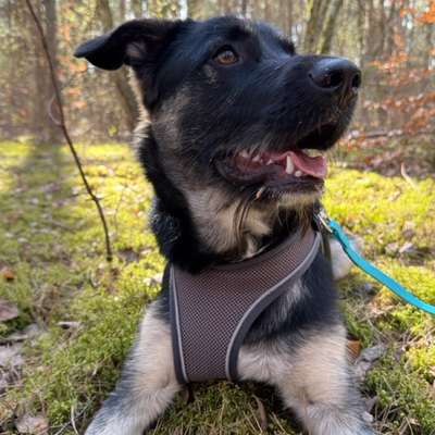 Hundetreffen-Gassi Runde Ahrensfelder Berge ⛰️❤️-Bild
