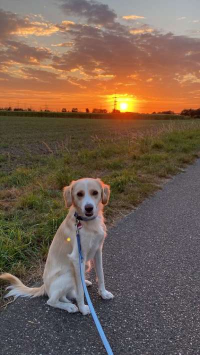 Auslandstierschutz-Beitrag-Bild