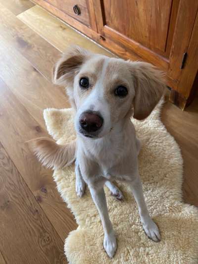 Mischlingshunde Foto Aufruf-Beitrag-Bild