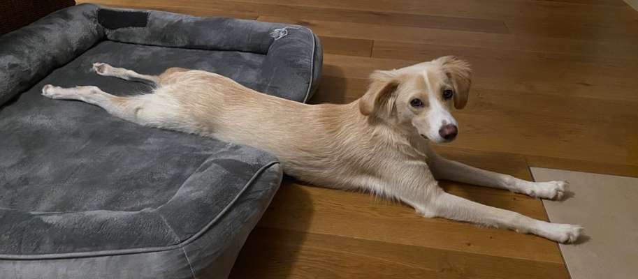 Seltene Rassen!-Beitrag-Bild