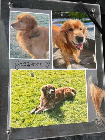 Wo sind die Golden Retriever Liebhaber?-Beitrag-Bild