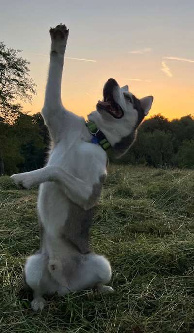 25. Handy Foto Challenge-Beitrag-Bild