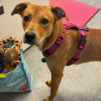 Hundetreffen-Spaziergang :)-Bild