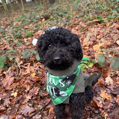 Hundetreffen-SOCIAL WALK-Bild