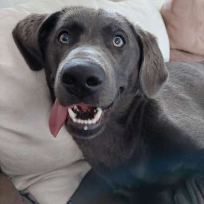 Dogorama Photo Challenge - Portrait-Beitrag-Bild