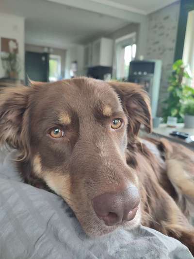 Auslandstierschutz-Beitrag-Bild