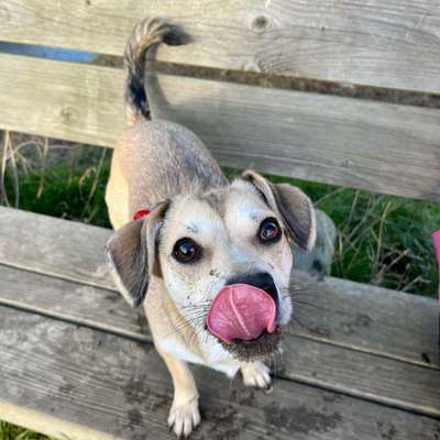 Hundetreffen-Treffen zum Toben im Hundeauslauf Rövershagen-Bild