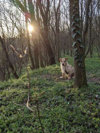 Fotochallenge No. 26                                     Wald und Wiese-Beitrag-Bild