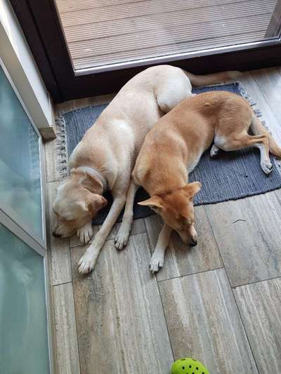 Auslandstierschutz-Beitrag-Bild