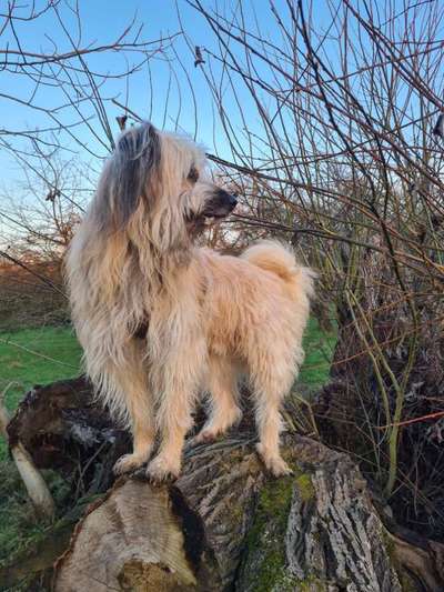 Fotosammlung: ,,Der natürliche Hund" Unbearbeitet, ungestellt und in Natura-Beitrag-Bild