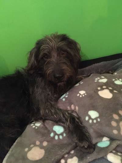 Mischlingshunde Foto Aufruf-Beitrag-Bild