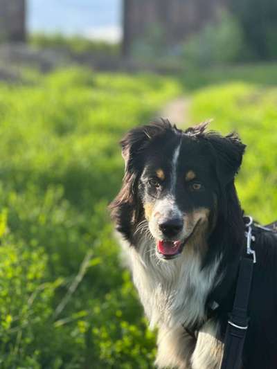 Hundetreffen-Playdates-Bild