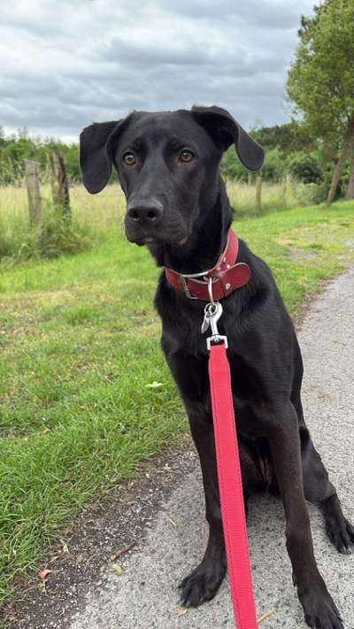 Hundetreffen-Hundefreunde gesucht-Bild