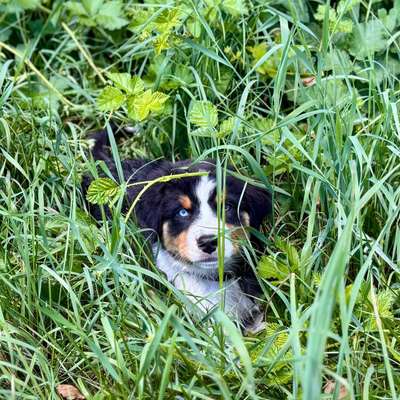 Hundetreffen-Gassi gehen mit Erwachsenen Hund-Bild
