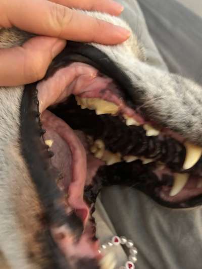 Zahnfleischentzündung-Beitrag-Bild