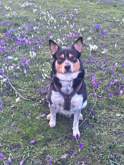 Hundetreffen-Hundebegegnungen üben-Bild