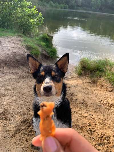 Australian Cattle Dog-Beitrag-Bild