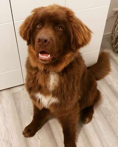 Hunderunde-Beitrag-Bild