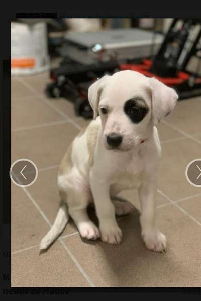 Welpen Bilder !-Beitrag-Bild