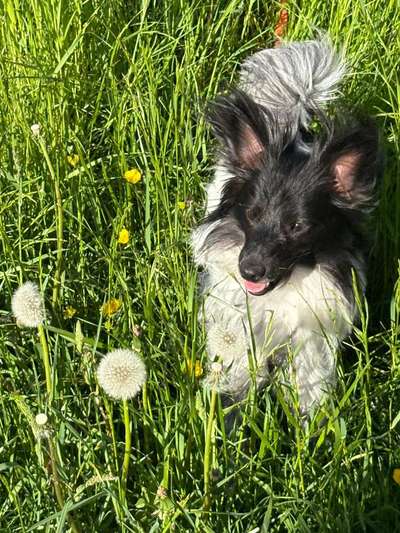 Hundetreffen-Gassigehen in Pettendorf-Bild