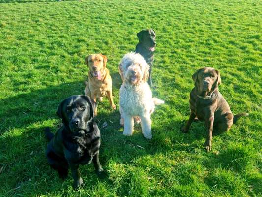 Labradorfans-Beitrag-Bild