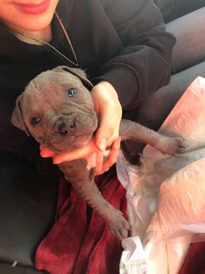 Welpen Bilder !-Beitrag-Bild