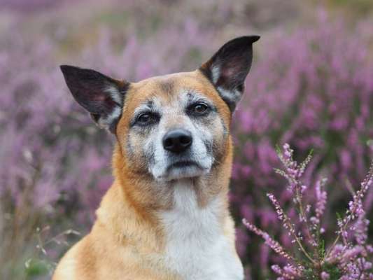 Deutsche Schäferhunde, Belgische Schäferhunde.-Beitrag-Bild