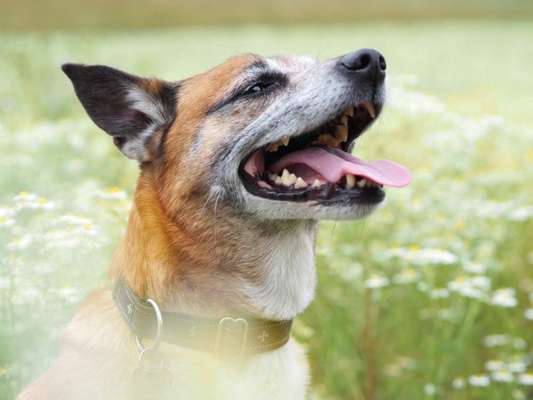 Fotochallenge 78

Es grünt und blüht-Beitrag-Bild