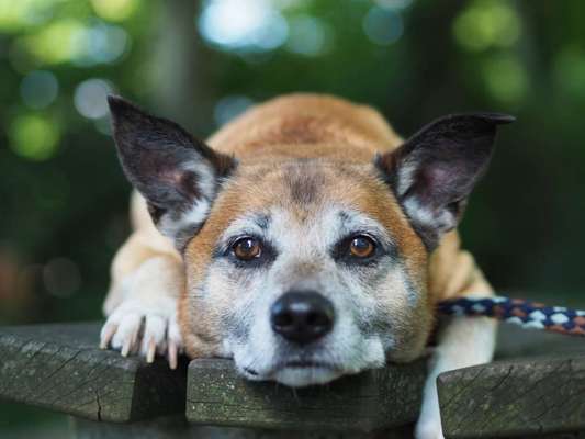 Dogorama Foto Challenge - Bestes gestelltes Bild-Beitrag-Bild