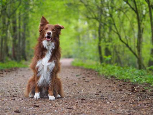 Dogorama Foto Challenge - Bestes gestelltes Bild-Beitrag-Bild