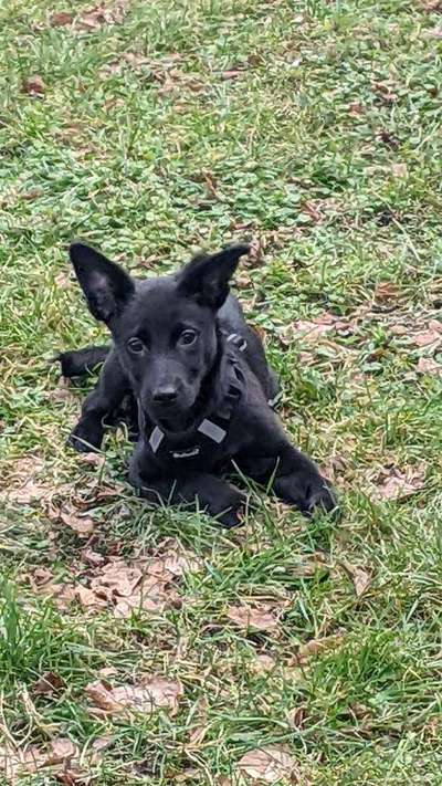 Welpen Bilder !-Beitrag-Bild