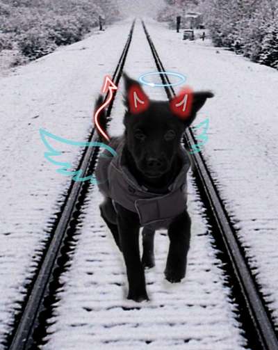 Photomontagen mit Hund-Beitrag-Bild