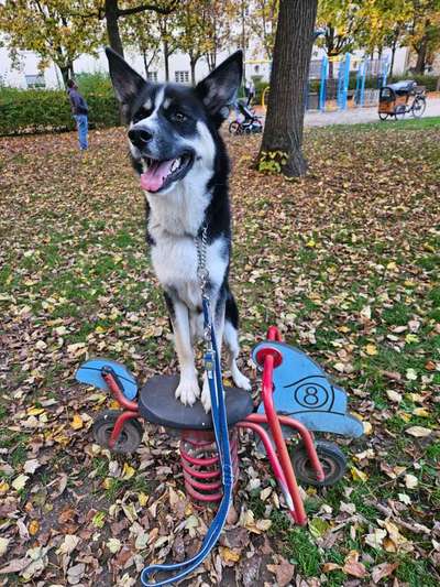 Hundetreffen-Junghund sucht Spiel und trainingspatner-Bild