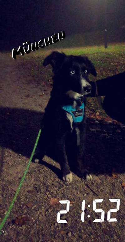 Zeichnungen eurer Hunde-Beitrag-Bild