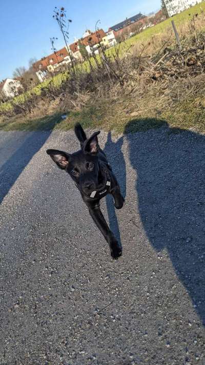 Schäferhund-Beitrag-Bild