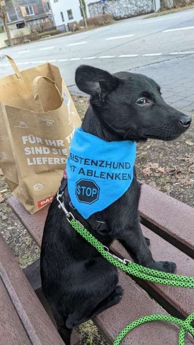 Assistenzhund-Beitrag-Bild