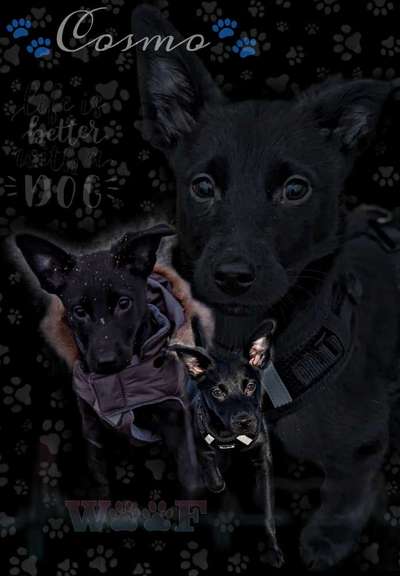 Photomontagen mit Hund-Beitrag-Bild