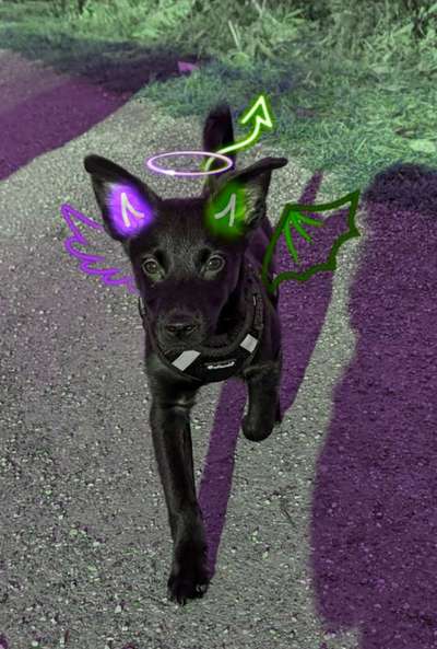 Photomontagen mit Hund-Beitrag-Bild