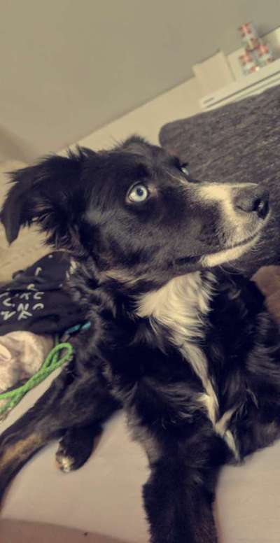 Zeichnungen eurer Hunde-Beitrag-Bild