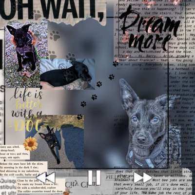 Photomontagen mit Hund-Beitrag-Bild