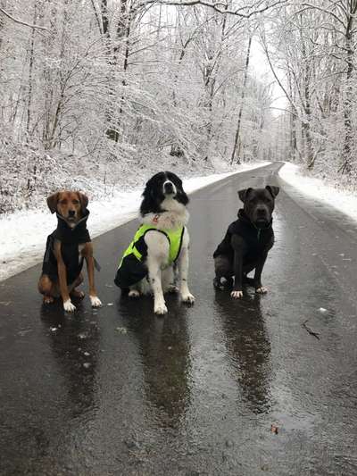 Hundetreffen-Social Walk-Bild